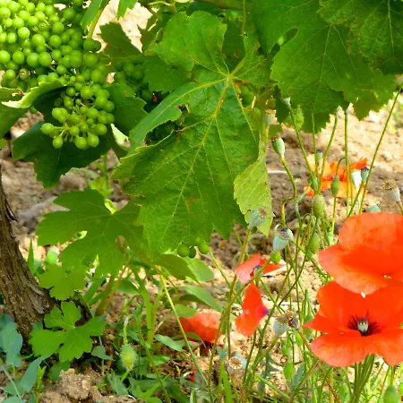 Chateau Chavagnac * ליון